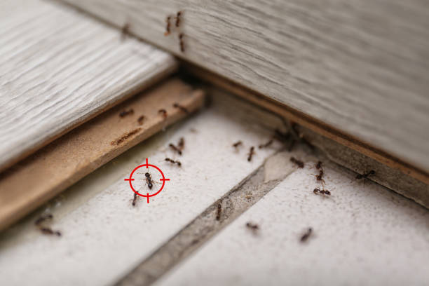 Best Pest Control Near Me  in New Waverly, TX