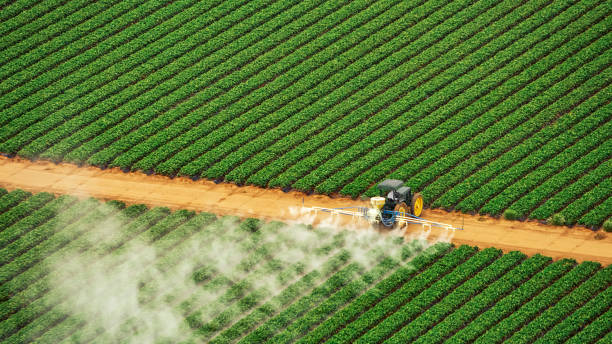 Best Ant Control Services  in New Waverly, TX